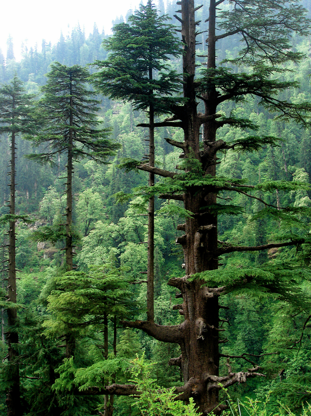 Cedar Wood Meditative Essence