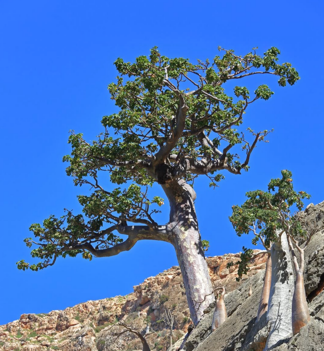Frankincense 