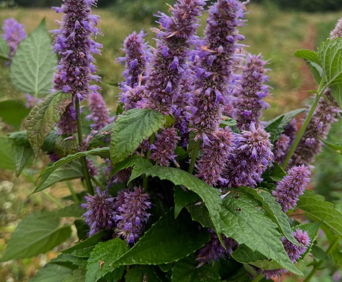 Holy Basil Tulsi Meditative Essence