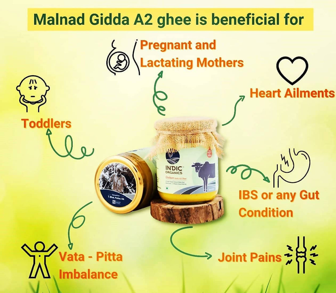 Indic Organics Forest Grazing Malnad Gidda Desi Cow&