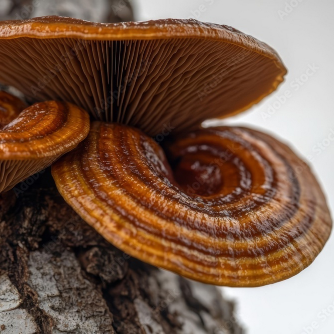 Nighttime Relaxation Mushroom Chocolates with Reishi