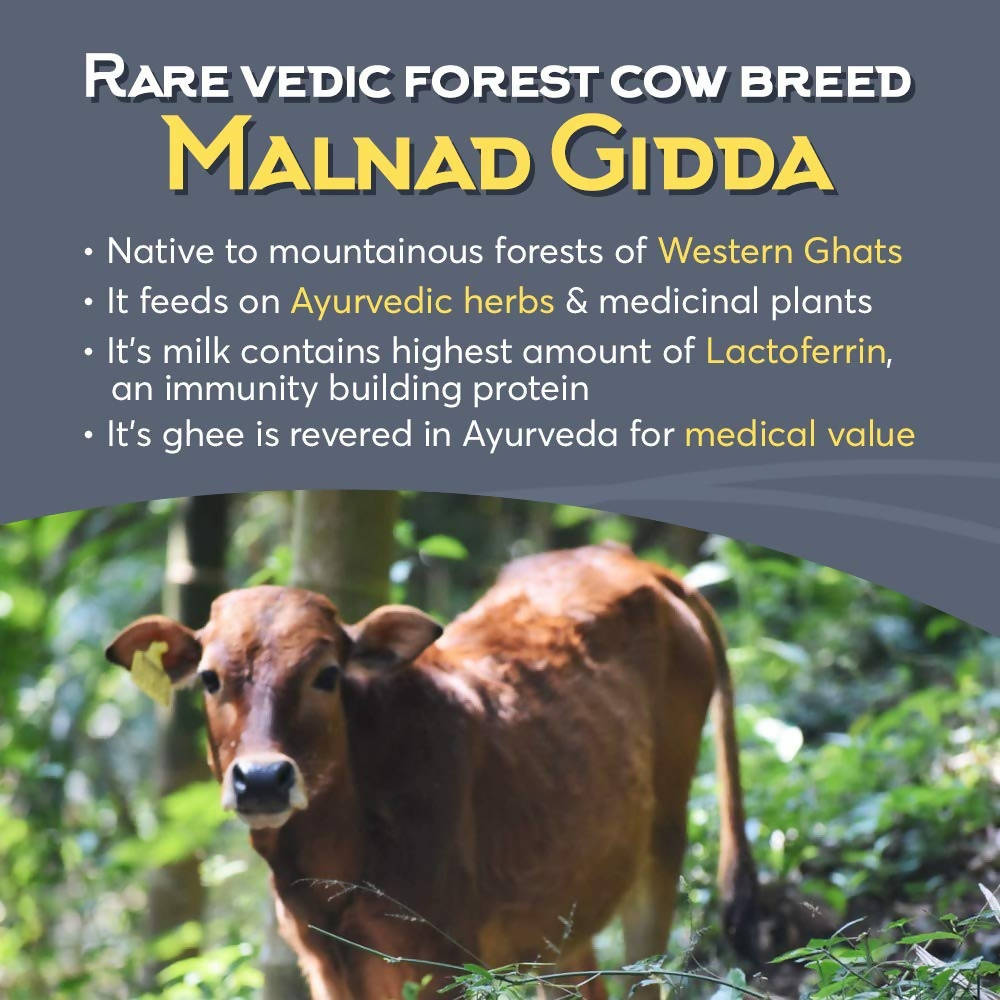 Indic Organics Forest Grazing Malnad Gidda Desi Cow&